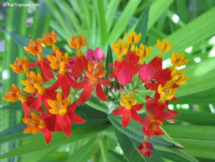 golden butterfly weed garden featuring vibrant orange and yellow asclepias curassavica (butterfly weed) flowers in bloom