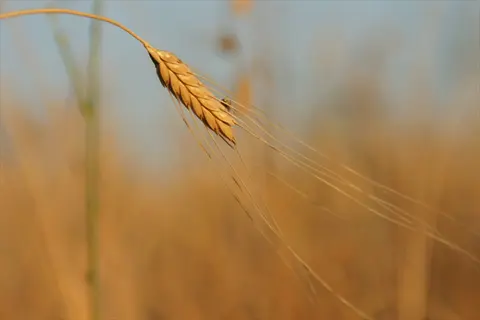 golden cereal rye ear with long awns in a sunlit field, shallow depth of field