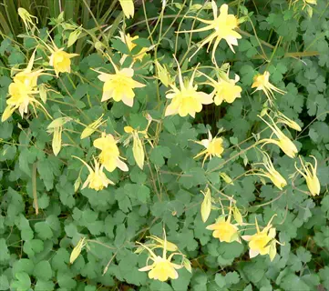 golden columbine yellow flowers blooming with green foliage