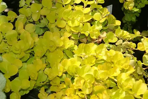 golden creeping jenny ground cover with vibrant yellow-green rounded leaves