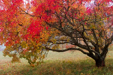 golden foliage redbud tree with vibrant red, orange, and yellow autumn leaves in a misty meadow