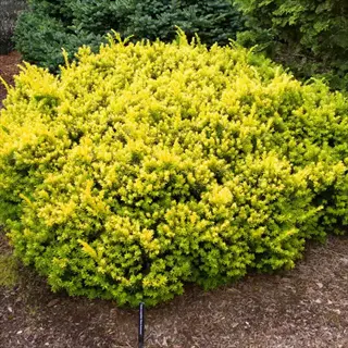 golden japanese yew foliage: dense bright yellow-green shrub in garden with visible plant label