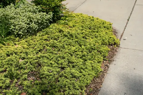 golden juniper ground cover bordering a concrete sidewalk