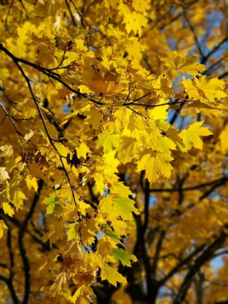 golden maple spring leaves glowing in sunlight against a clear blue sky