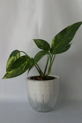 golden pothos in white inner pot nested inside clear glass outer pot; self-watering nested plant pots water reservoir system (pool watering technique)