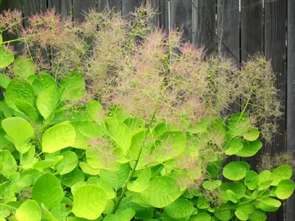 golden spirit smoke tree with vibrant green foliage and distinctive pinkish smoke-like flower plumes
