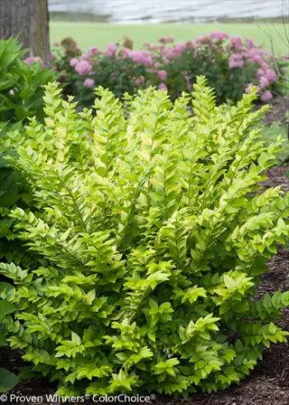 golden ticket privet shrub with bright green foliage in a garden setting, surrounded by pink flowers and mulch