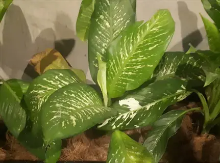 golden variegated dieffenbachia plant with large, patterned green leaves featuring white and yellow splotches