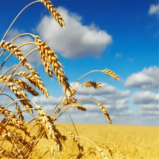 golden wheat field ready for harvest under a blue sky with clouds