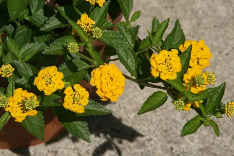 golden yellow lantana flowers blooming on green foliage in a pot