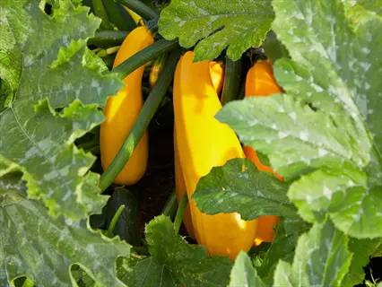 golden zucchini plant with vibrant yellow fruits growing on the vine amidst large green leaves