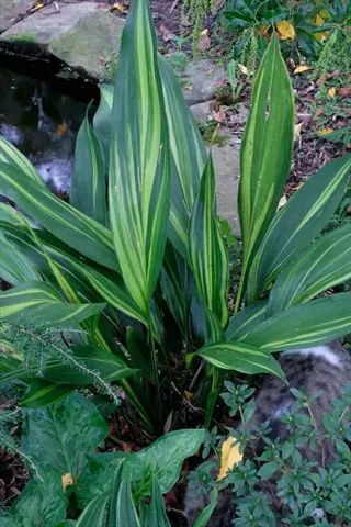 goldfeather aspidistra plant showcasing vibrant green and yellow variegated leaves in a shaded garden near a pond