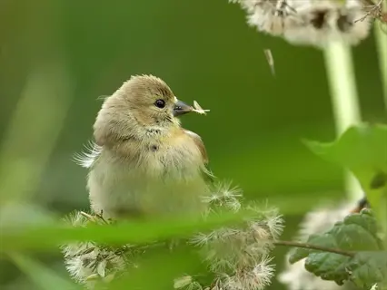 goldfinch perched on a plant with dried seedheads