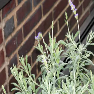 goodwin creek grey lavender with purple flowers