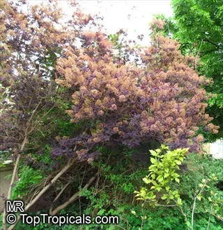 grace smoke tree garden featuring purple foliage and pinkish fluffy flower clusters