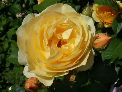 graham thomas english rose: sunlit golden bloom with rosette form, surrounded by buds