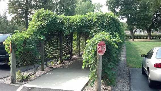 grapevine garden trellis arch over pathway with stop sign and parked cars