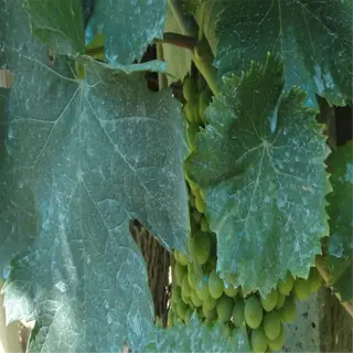 grapevine leaves with a blue-green residue, indicating the use of copper fungicide for pest control