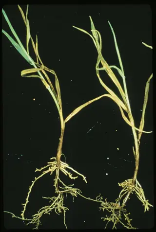 grass plants with yellowing foliage exhibiting stunted plant roots against dark background, showing underdeveloped root systems with reduced branching