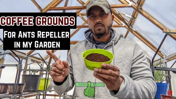 green garden diy tutorial: man holding coffee grounds for ants repellent in greenhouse | natural pest control method using coffee grounds for garden ants