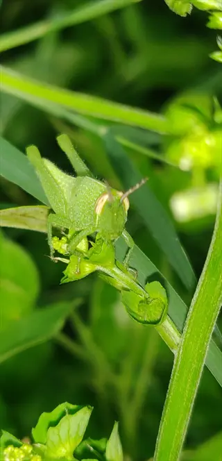 green grasshopper on mustard greens plants with detailed leaves and foliage in garden setting