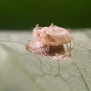 green lacewing larva (chrysopidae) hunting on a leaf, showcasing its pale elongated body and predatory behavior targeting aphids in gardens (lacewing larvae aphids natural control)