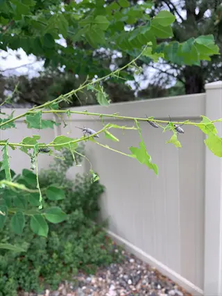 green leaves showing honeylocust mite leaf damage with insects, surrounded by trees and a white fence