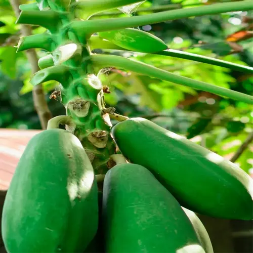 green papayas hanging from a tree in a backyard garden