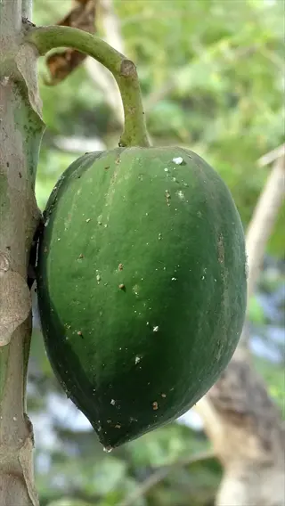 green pawpaw fruit hanging from a tree trunk