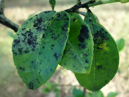 green plant leaves covered in dark sooty mold fungal growth (honeydew-induced)