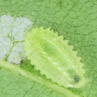 green tachinid fly caterpillar (tachinidae larval stage) on a leaf, showcasing its parasitic form with tiny setae, where it targets hosts like caterpillars (tachinid fly caterpillar biological control)