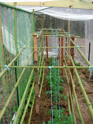 grid-style bamboo garden trellis supporting climbing plants in an enclosed garden area with netting, mulch, and wooden posts