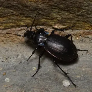 ground beetle (carabidae family) on rocky terrain, showcasing its predatory nature as a natural pest controller targeting slugs and other garden pests (ground beetle slug predator)