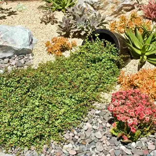 ground cover garden with cascading succulent from tilted pot, surrounded by diverse succulents, rocks, and gravel mulch in a sunny landscape