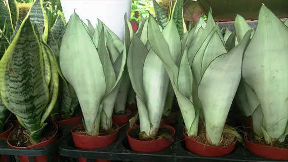 group of moonshine snake plants in red pots showing silvery-green sword-like leaves