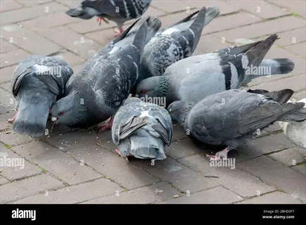 group of pigeons eating food scraps on a brick-paved surface. (alamy watermark)