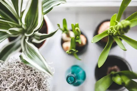 grouped plant containers with diverse indoor plants, decorative blue glass bottle, and white textured basket on a white surface, top-down view
