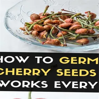 guide on how to germinate cherry seeds successfully
