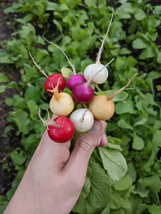 hand holding a bunch of colorful easter egg radishes (red, purple, white, yellow) with green leaves in a garden