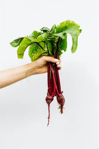 hand holding a bunch of fresh beets with vibrant green leaves and red stems, showcasing natural beet plants symmetry as they grow from central roots against a white background