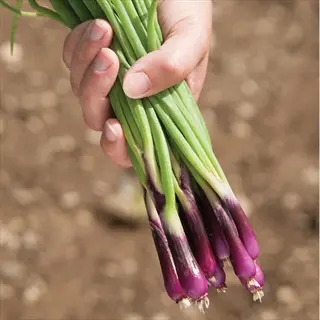 hand holding a bunch of fresh deep purple bunching onions with green stalks and purple-tinged bulbs against blurred garden background