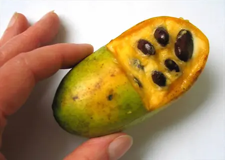 hand holding a cut-open pawpaw tree fruit with yellow flesh and dark seeds