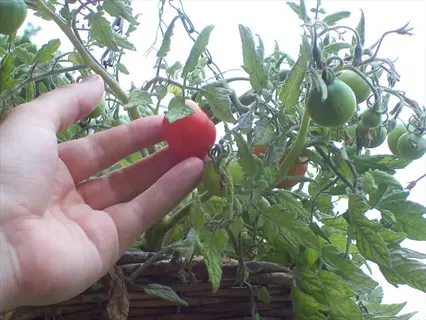 hand holding a ripe red tomato in front of a tumbler tomato variety plant in a hanging basket, showing green and red fruits on trailing vines