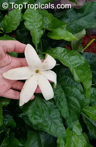 hand holding a white gardenia jubilation shrub flower against green foliage background