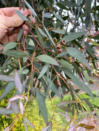 hand holding cider gum foliage with narrow leaves and woody seed pods