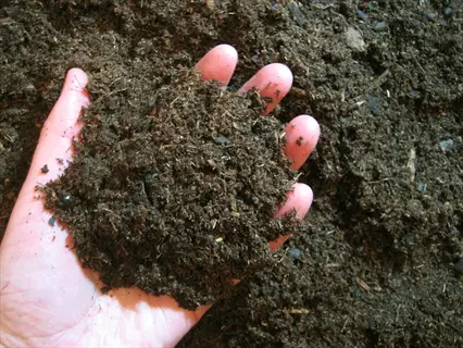 hand holding dark, fibrous peat soil in a peat soil garden environment