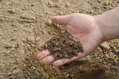 hand holding dark silt soil above a dry, crumbly silt soil garden bed