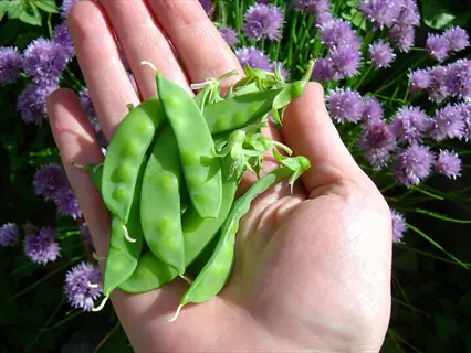hand holding freshly harvested pea pods (vegetables from pea plants) with flowering chive plants in the background