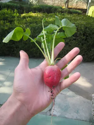 hand holding freshly harvested scarlet globe radish with vibrant green leaves and roots