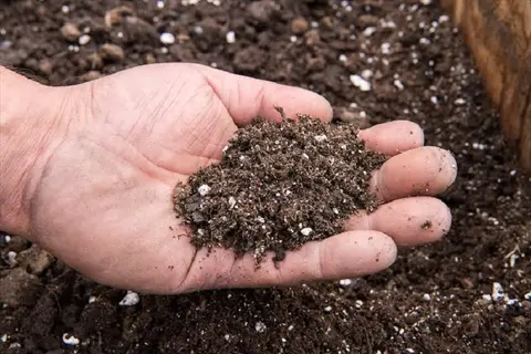 hand holding nutrient-rich garden compost mulch, showing dark decomposed organic matter with soil background